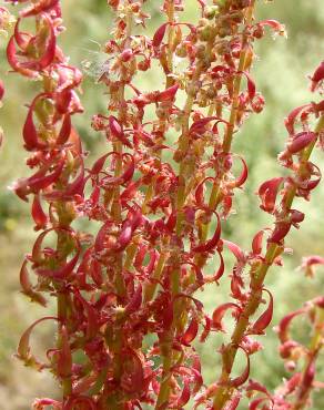 Fotografia 4 da espécie Rumex bucephalophorus subesp. gallicus no Jardim Botânico UTAD