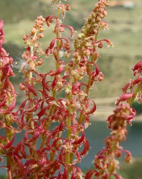 Fotografia 5 da espécie Rumex bucephalophorus subesp. gallicus no Jardim Botânico UTAD