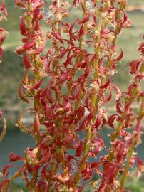 Fotografia da espécie Rumex bucephalophorus subesp. gallicus