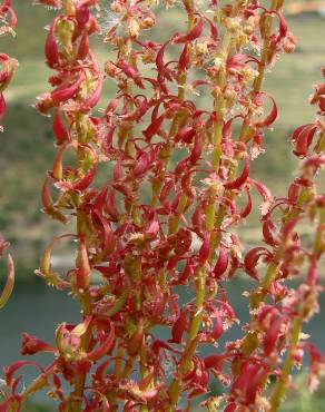 Fotografia 6 da espécie Rumex bucephalophorus subesp. gallicus no Jardim Botânico UTAD