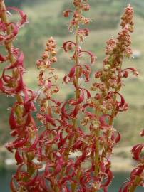 Fotografia da espécie Rumex bucephalophorus subesp. gallicus