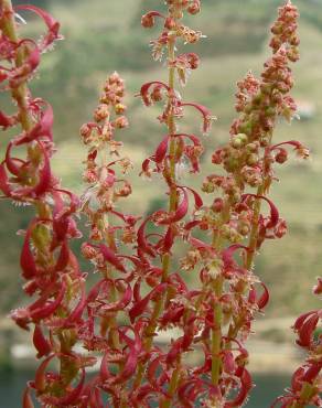 Fotografia 7 da espécie Rumex bucephalophorus subesp. gallicus no Jardim Botânico UTAD