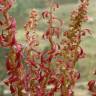 Fotografia 7 da espécie Rumex bucephalophorus subesp. gallicus do Jardim Botânico UTAD