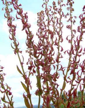 Fotografia 8 da espécie Rumex bucephalophorus subesp. gallicus no Jardim Botânico UTAD