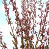 Fotografia 8 da espécie Rumex bucephalophorus subesp. gallicus do Jardim Botânico UTAD