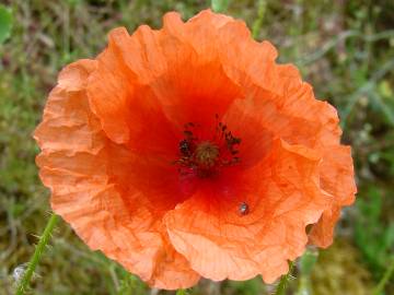 Fotografia da espécie Papaver rhoeas