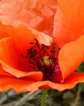 Fotografia 3 da espécie Papaver rhoeas no Jardim Botânico UTAD