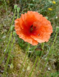 Fotografia da espécie Papaver rhoeas