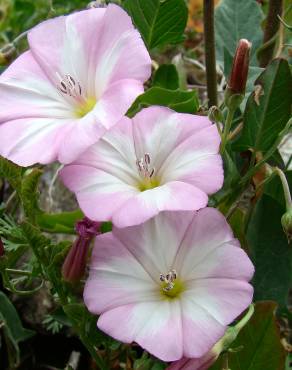 Fotografia 5 da espécie Convolvulus arvensis var. arvensis no Jardim Botânico UTAD