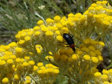 Fotografia da espécie Helichrysum stoechas