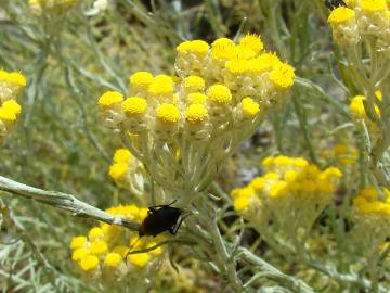 Fotografia da espécie Helichrysum stoechas