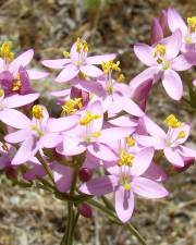 Fotografia da espécie Centaurium grandiflorum