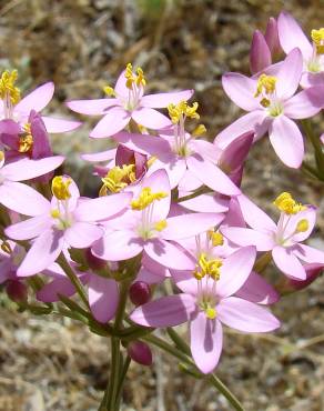 Fotografia 1 da espécie Centaurium grandiflorum subesp. majus no Jardim Botânico UTAD