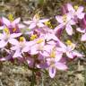 Fotografia 1 da espécie Centaurium grandiflorum subesp. majus do Jardim Botânico UTAD