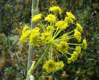 Fotografia da espécie Thapsia villosa var. villosa