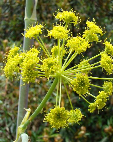 Fotografia de capa Thapsia villosa var. villosa - do Jardim Botânico