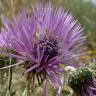 Fotografia 6 da espécie Galactites tomentosa do Jardim Botânico UTAD