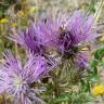 Fotografia 7 da espécie Galactites tomentosa do Jardim Botânico UTAD