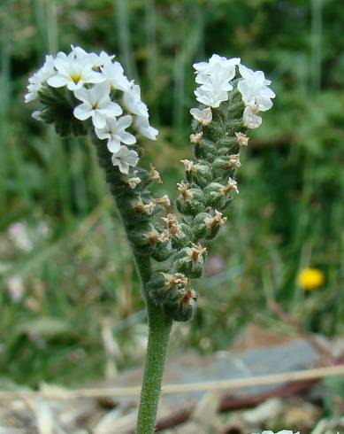 Fotografia de capa Heliotropium europaeum - do Jardim Botânico