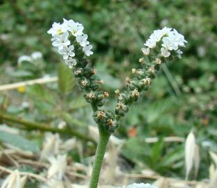 Fotografia da espécie Heliotropium europaeum