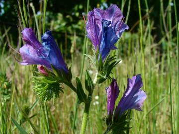 Fotografia da espécie Echium plantagineum