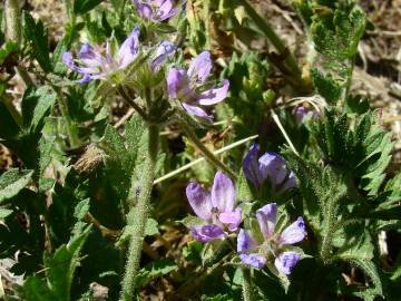 Fotografia da espécie Erodium cicutarium subesp. cicutarium