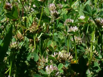 Fotografia da espécie Trifolium glomeratum