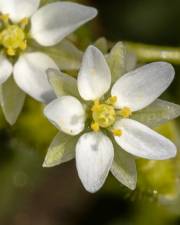 Fotografia da espécie Spergula arvensis