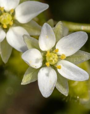 Fotografia 1 da espécie Spergula arvensis no Jardim Botânico UTAD