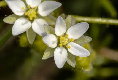 Fotografia da espécie Spergula arvensis