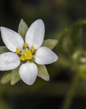 Fotografia 4 da espécie Spergula arvensis no Jardim Botânico UTAD