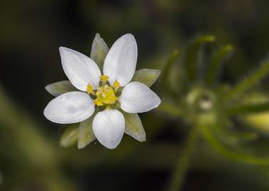 Fotografia da espécie Spergula arvensis