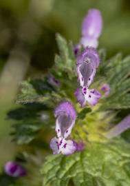 Fotografia da espécie Lamium amplexicaule