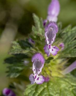 Fotografia 4 da espécie Lamium amplexicaule no Jardim Botânico UTAD