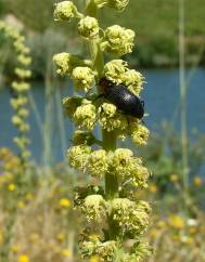 Reseda phyteuma