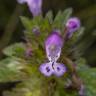 Fotografia 5 da espécie Lamium amplexicaule do Jardim Botânico UTAD