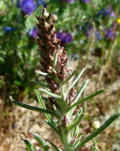 Fotografia de capa Gnaphalium calviceps - do Jardim Botânico