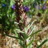 Fotografia 1 da espécie Gnaphalium calviceps do Jardim Botânico UTAD