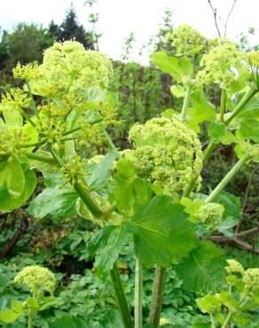 Fotografia 5 da espécie Smyrnium olusatrum no Jardim Botânico UTAD