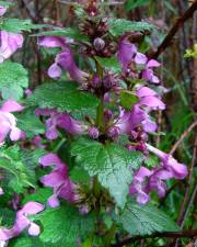 Fotografia da espécie Lamium maculatum