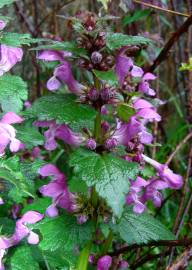 Fotografia da espécie Lamium maculatum