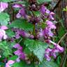 Fotografia 1 da espécie Lamium maculatum do Jardim Botânico UTAD