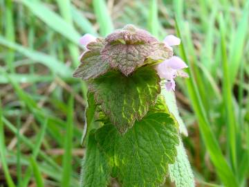 Fotografia da espécie Lamium purpureum