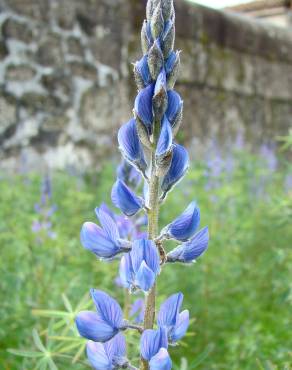 Fotografia 3 da espécie Lupinus angustifolius no Jardim Botânico UTAD