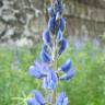 Fotografia 3 da espécie Lupinus angustifolius do Jardim Botânico UTAD