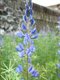 Fotografia da espécie Lupinus angustifolius