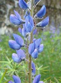 Fotografia da espécie Lupinus angustifolius