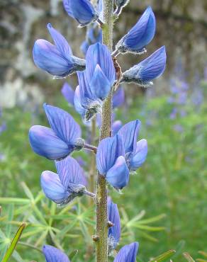 Fotografia 5 da espécie Lupinus angustifolius no Jardim Botânico UTAD