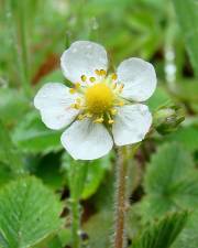 Fotografia da espécie Fragaria vesca