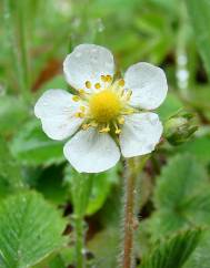 Fragaria vesca subesp. vesca